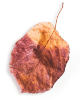 https://isaiahandpiper.com/wp-content/uploads/2020/11/small_leaf_01.png