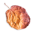https://isaiahandpiper.com/wp-content/uploads/2020/11/small_leaf_02.png