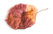https://isaiahandpiper.com/wp-content/uploads/2020/11/small_leaf_03.png