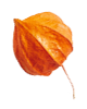 https://isaiahandpiper.com/wp-content/uploads/2020/11/small_leaf_04.png