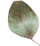 https://isaiahandpiper.com/wp-content/uploads/2020/12/separate_leaf.png