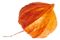 https://isaiahandpiper.com/wp-content/uploads/2020/12/small_leaf_05.png